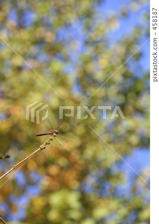 Akiakane of branch destination 458187