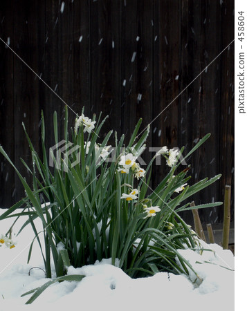 daffodil, recommendation, flower 458604