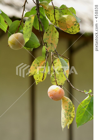 日式房屋 日本柿 甜柿 458838