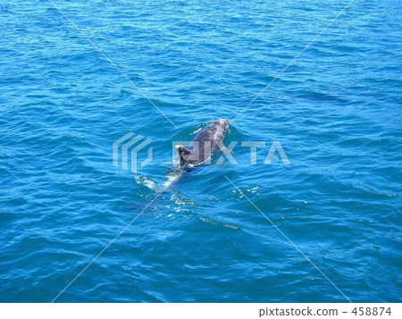 新西蘭群島灣 新西蘭群島灣 458874