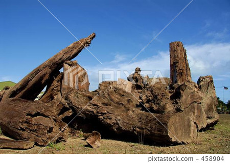 New Zealand Kauri kingdom 458904