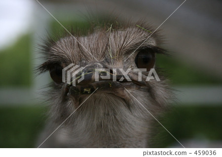 Ostrich 459036