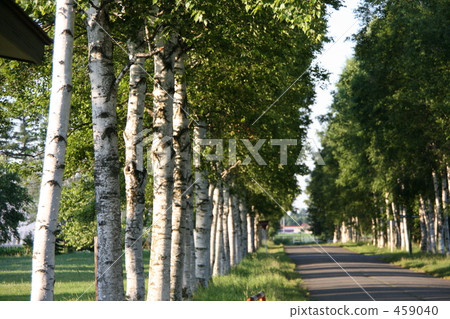  白樺樹 459040