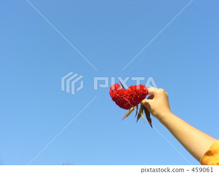 心花 心花 459061