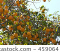 柿子是大量生長的 459064