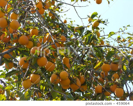 柿子是大量生長的 柿子是大量生長的 459064