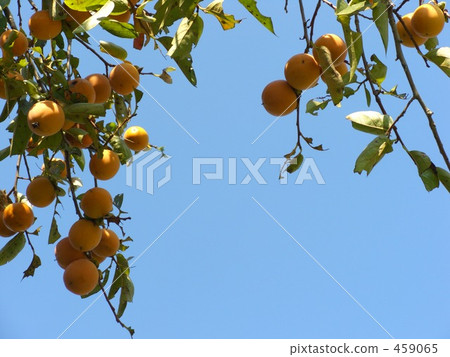 柿子是秋天藍天的果實 柿子是秋天藍天的果實 459065
