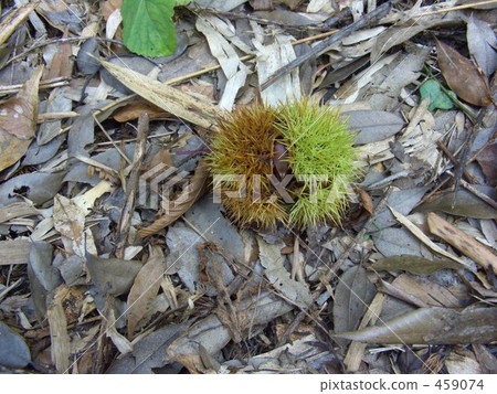 路邊的大板栗 路邊的大板栗 459074