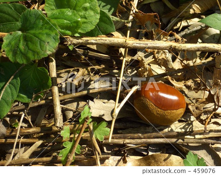 板栗獵犬的方式 板栗獵犬的方式 459076