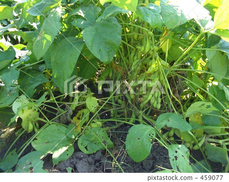 水果大豆 水果大豆 459077