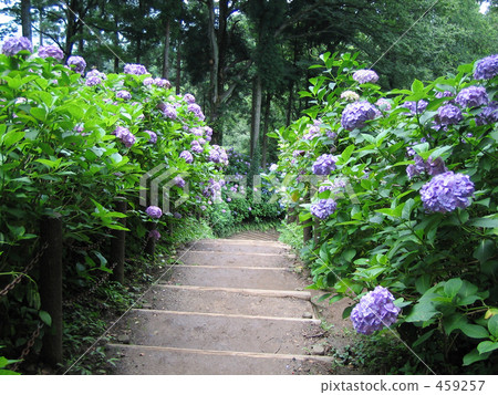 繡球花路 459257