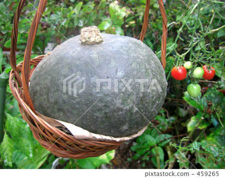 pumpkin pumpkin 459265
