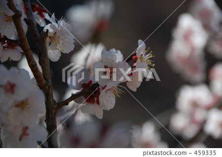 Cherry Blossoms Cherry Blossoms 459335