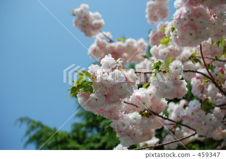 Double cherry blossoms Double cherry blossoms 459347