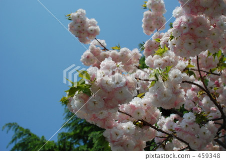 Double cherry blossoms 459348