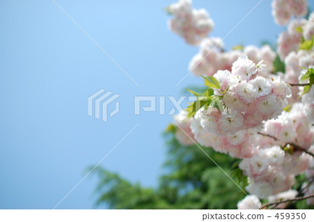 Double cherry blossoms Double cherry blossoms 459350