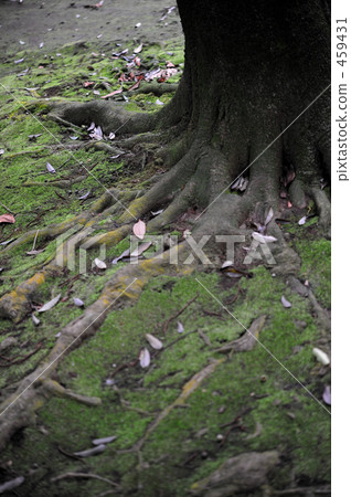 秋天的到來 459431