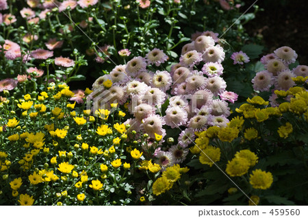 菲利斯·馬姆 459560