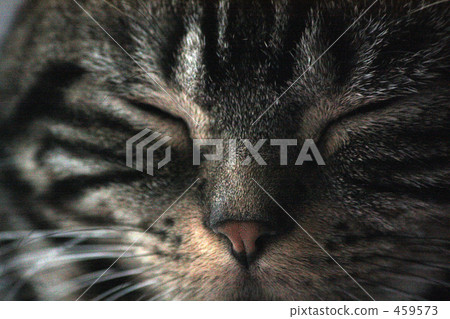 睡覺的貓 459573