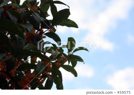 Osmanthus and sky 459575