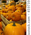 pumpkin, indoor, halloween 459739