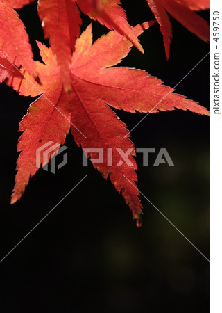 Autumn leaves gradation 459750