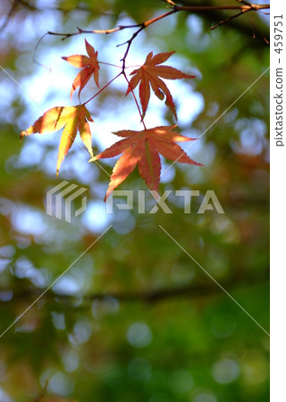 Bright autumn Bright autumn 459751