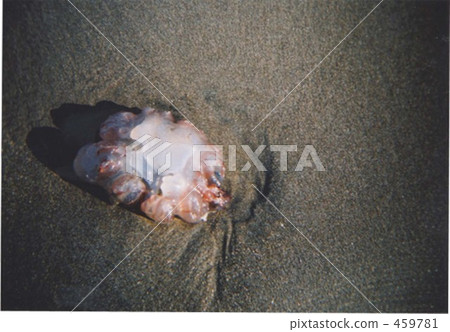 Jellyfish Jellyfish 459781