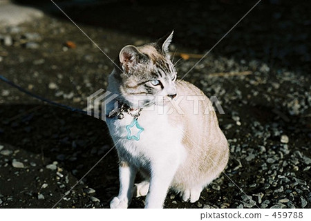 Cat Cat 459788
