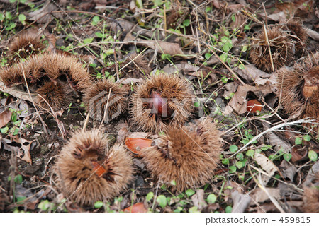 Mine Numata Fall / Autumn 459815