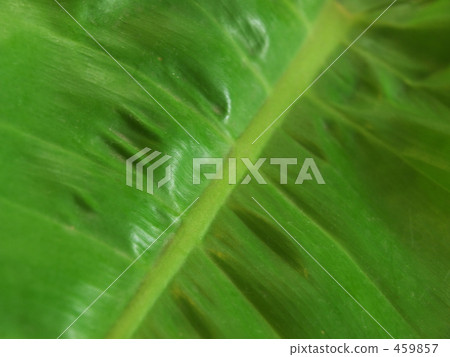 Philodendron Mandari 459857