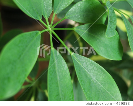 Chefrera Alpolicola Hong Kong Complex 459858