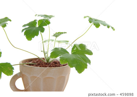 Geranium Peppermint 2 Geranium Peppermint 2 459898