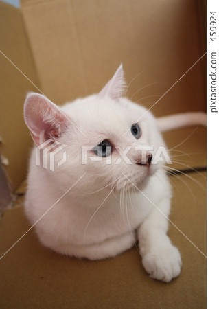 White cat 01 White cat 01 459924