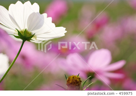 Backlit Cosmos Backlit Cosmos 459975