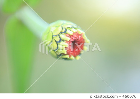 Bamboo grass Bamboo grass 460076