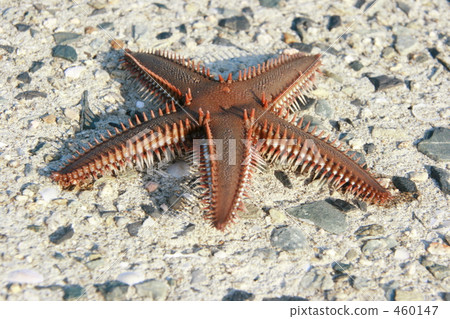 蜘蛛割草機 460147