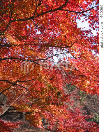 秋天的樹葉 460366