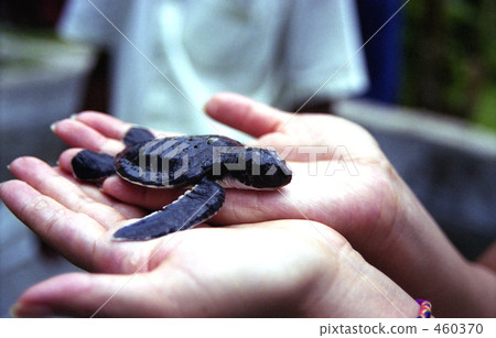 small! small! 460370