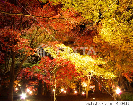 Light up of autumn leaves Light up of autumn leaves 460437