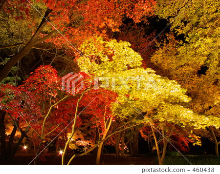 Light up of autumn leaves 460438