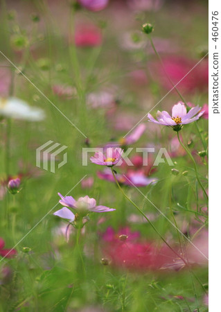 A pretty cosmos field A pretty cosmos field 460476