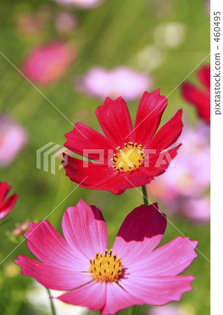 明亮的色彩宇宙 460495