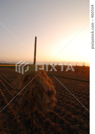 Twilight rice stick with rod Twilight rice stick with rod 460504