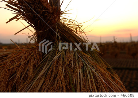 Twilight rice stick with rod Twilight rice stick with rod 460509