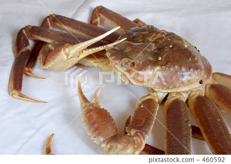 Live crab 460592