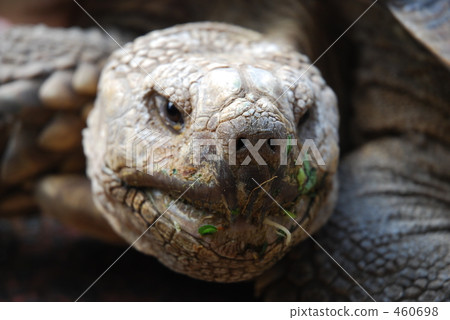 Tortoise 460698
