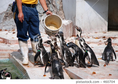 Penguin feeding 460704
