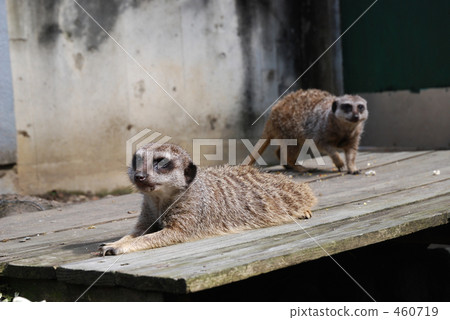 Meer, face down! 460719