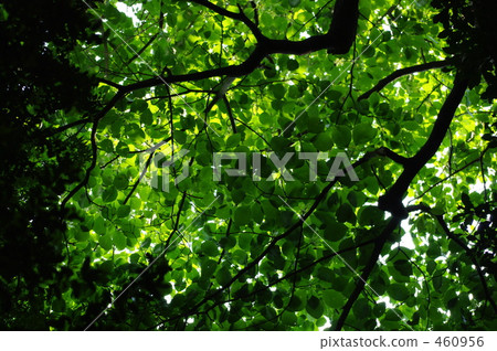 Shadow of the fresh green 460956
